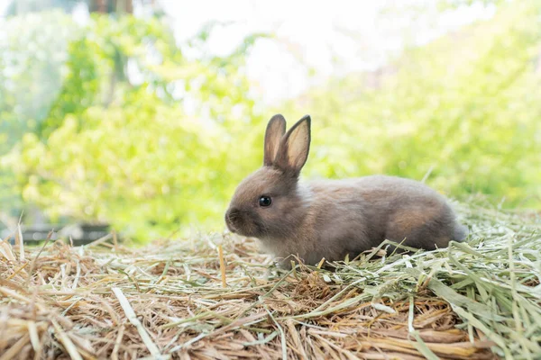 Little Baby Rabbit Bunny Playful Dry Straw Bokeh Spring Green —  Fotos de Stock