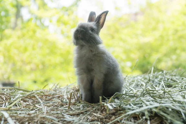 Little Baby Rabbit Bunny Standing Dry Straw Bokeh Spring Green —  Fotos de Stock