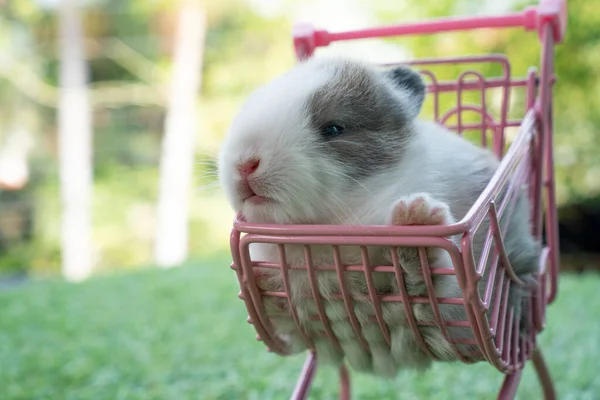 Newborn Baby Furry Rabbit Bunny Little Pink Shopping Cart Green — Fotografia de Stock