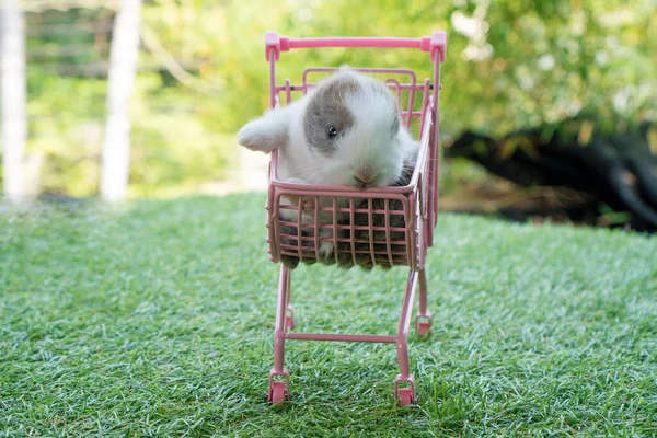 Newborn Baby Furry Rabbit Bunny Little Pink Shopping Cart Green — Photo