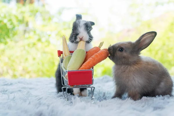 Two Fluffy Baby Rabbits Bunny Eating Fresh Vegetable Together Shopping — Foto Stock