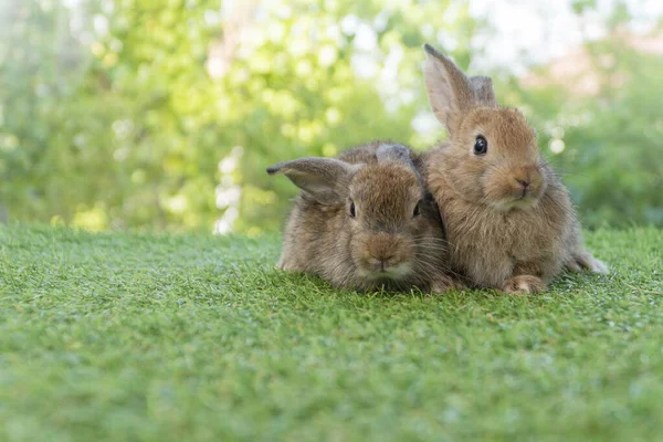 Cuddly Furry Rabbit Bunny Brown Family Sitting Playful Together Green — Foto Stock