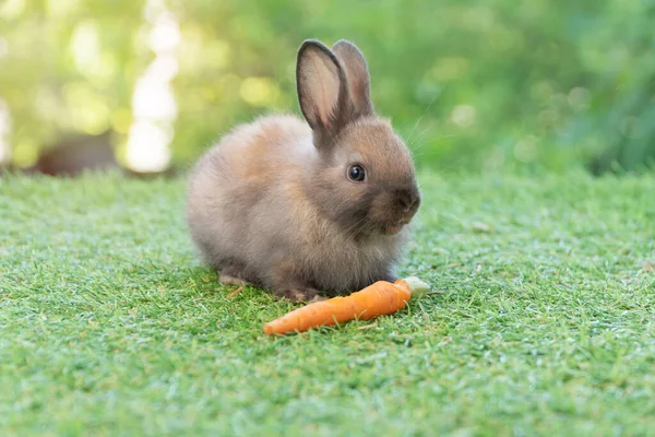 Adorable Baby Rabbit Bunny Eating Fresh Orange Carrot Sitting Green — Stockfoto