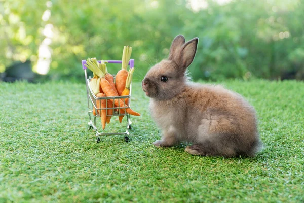 Little Baby Rabbit Brown Bunny Sitting Shopping Cart Fresh Baby — Photo
