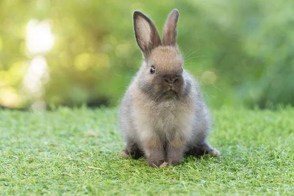 Adorable Fluffy Baby Bunny Rabbit Sitting Green Grass Natural Background — 스톡 사진