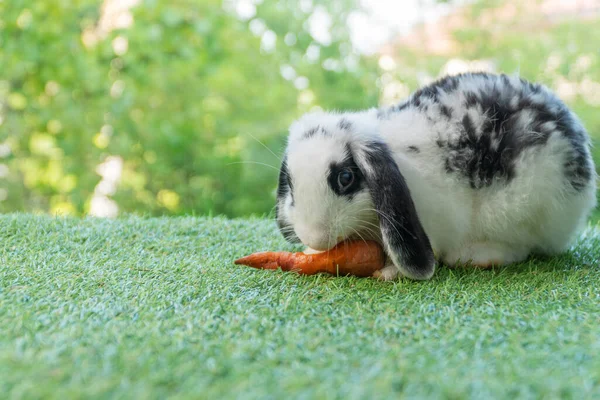 Adorable Baby Rabbit Bunny Eating Fresh Orange Carrot Sitting Green —  Fotos de Stock