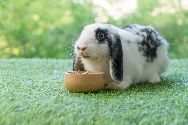 Adorable Holland Lop Rabbit Bunny Eating Dry Alfalfa Hay Field — Stock fotografie