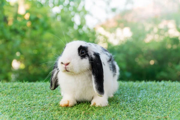 Lovely Furry Hare Baby Rabbit Holland Lop Looking Something Sitting — Foto Stock