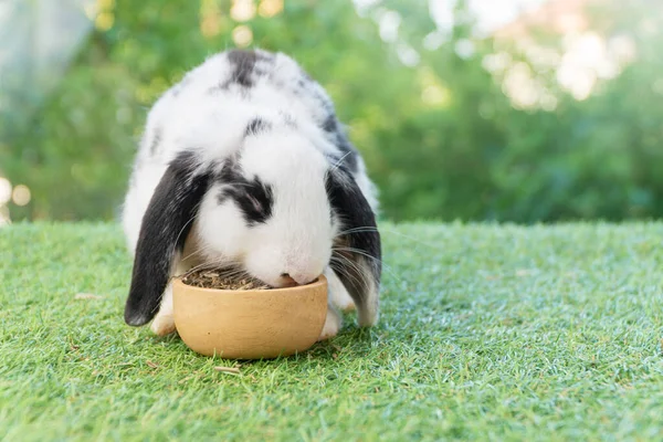 Adorable Holland Lop Rabbit Bunny Eating Dry Alfalfa Hay Field — Stock fotografie