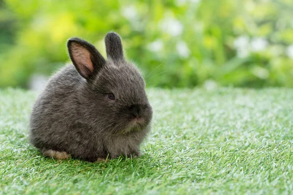 Adorable Fluffy Baby Bunny Rabbit Sitting Green Grass Natural Background — Foto de Stock