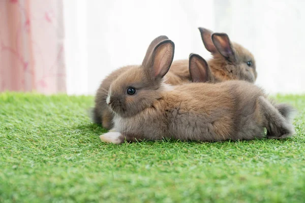 Adorable Baby Rabbits Ears Bunny Sitting Together Green Grass Family — Foto Stock