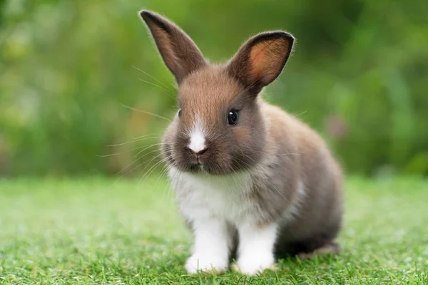 ボケの自然を背景に緑の草の上に座っている間に何かを見て素敵な毛皮のような赤ちゃんウサギ白と茶色のウサギ イースター動物の新しい生まれウサギの概念 — ストック写真