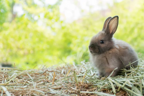 Little Baby Rabbit Bunny Playful Dry Straw Bokeh Spring Green — Stock fotografie