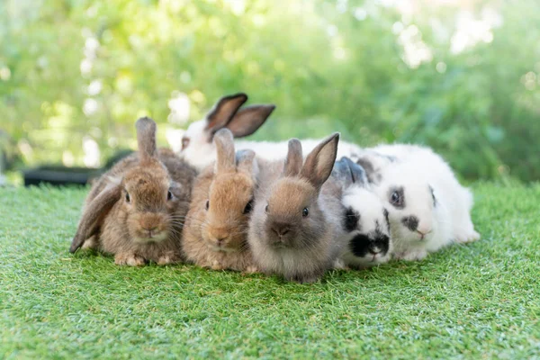 Cuddly Furry Rabbit Bunny Brown Family Sitting Playful Together Green — 스톡 사진