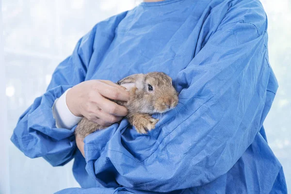Veterinarian doctor or nurse wear blue uniform coat holding sick young rabbit in hand at hospital. Veterinary woman wear blue coat lab holding patient brown bunny checkup healthe. Vet pet health care.