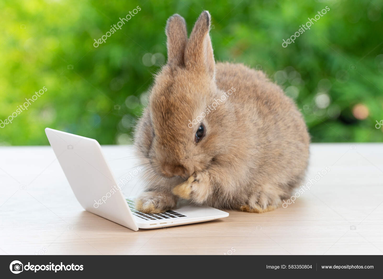 Newborn Tiny Rabbit Furry Bunny Small Laptop Online Sitting Bokeh