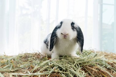 Lovely furry hare baby rabbit Holland lop looking at something sitting on dry straw grass over white background. Young white black rabbit bunny sitting ion dry straw. Easter animal pet concept.