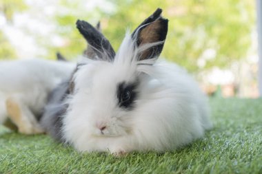Fluffy rabbit easter bunny sitting green grass over spring summer background. Infant dwarf bunny black white rabbit playful on lawn with white background. Cute animal furry pet concept.