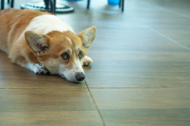 Adorable pembroke welsh corgi dog short-leg lying down resting on the floor while looking at somthing in the room. Animal friend concept.