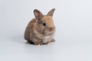 Adorable newborn baby rabbit bunnies brown looking at something sitting over isolated white background. Puppy lovely furry brown bunny ears rabbit playful with copy space. Easter bunny animal concept.