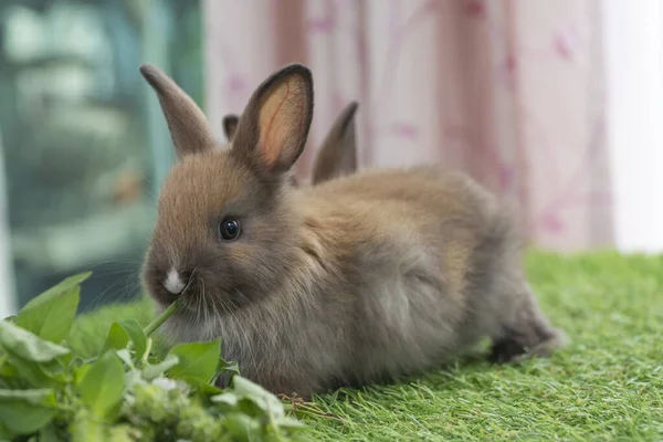 Adorable Baby Rabbit Bunny Eating Vegetable Sitting Green Grass Spring —  Fotos de Stock