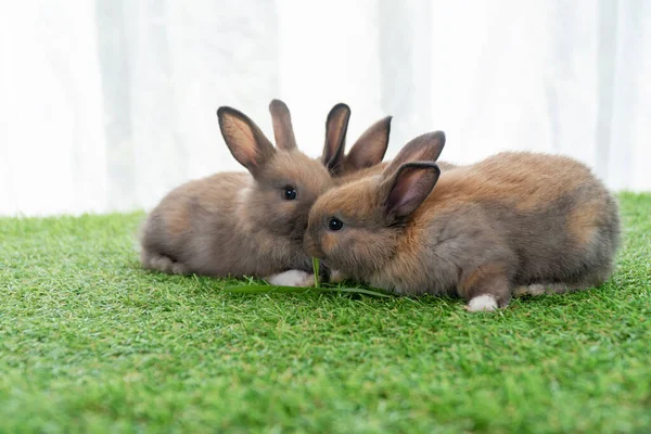 Adorable Baby Rabbits Ears Bunny Sitting Together Green Grass Family — 스톡 사진