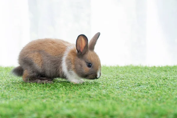 Fluffy rabbit bunny walking green grass in spring summer background. Infant dwarf bunny brown white rabbit playful on lawn with white background. Cute animal furry pet concept.