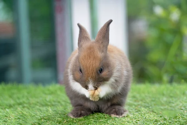 Fluffy Little Rabbit Bunny Standing Own Leg Green Grass Spring — Fotografia de Stock