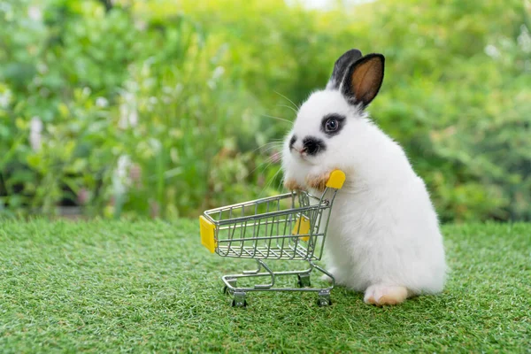 Adorable Baby Rabbit Furry Bunny Pushing Empty Yellow Shopping Basket — Photo