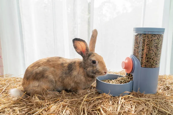 Healthy Young Rabbit Furry Bunny Eating Pellet Food Automatic Feeder —  Fotos de Stock