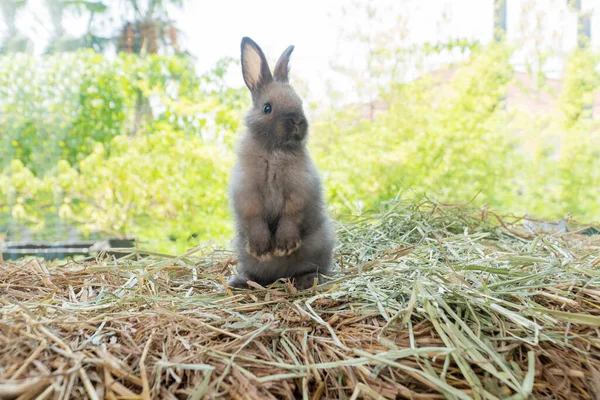 Little Baby Rabbit Bunny Standing Dry Straw Bokeh Spring Green — Stock fotografie