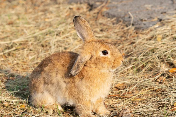 Fluffy brown bunny rabbit sitting on the dry grass over environment natural light background. Furry cute rabbit hare bunny tail wild-animal sitting single at outdoor. Easter animal pet concept.