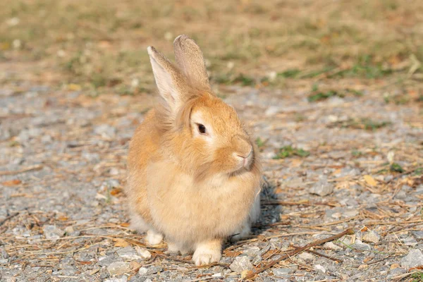 Fluffy Brown Bunny Rabbit Sitting Dry Grass Environment Natural Light — Stock fotografie