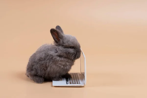 Adorable Furry Baby Rabbit Grey Looking Laptop While Sitting Isolated — Zdjęcie stockowe