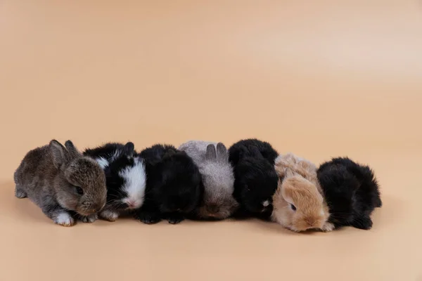 Group Little Newborn Bunny Rabbits Lying Relax Together Isolated Pastel — 스톡 사진