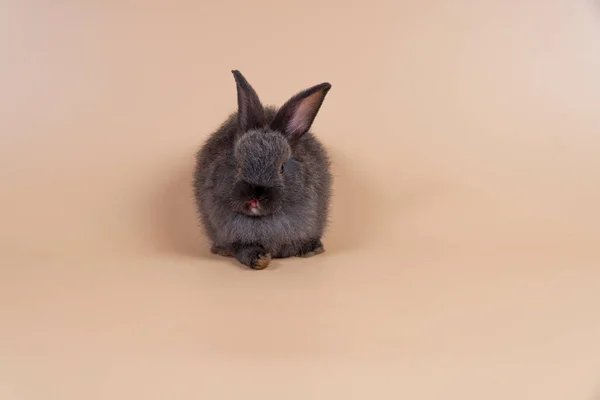 Adorable Baby Rabbit Bunny Looking Something While Sitting Isolated Pastel — Stock Photo, Image