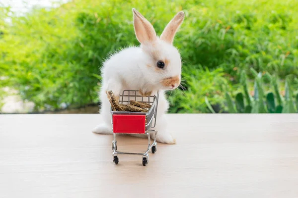 Чарівний Кролик Пухнастий Кролик Штовхає Червоний Кошик Покупок Морквою Печива — стокове фото