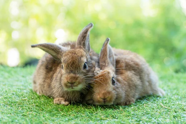 Cuddly Furry Rabbit Bunny Brown Family Lying Playful Together Green — Foto Stock