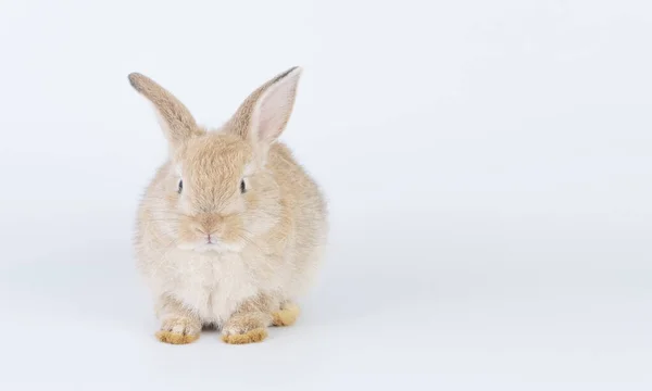 Adorable Newborn Baby Rabbit Bunnies Looking Something Sitting Isolated White —  Fotos de Stock