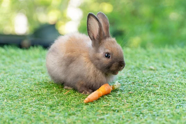 Adorable Baby Rabbit Bunny Eating Fresh Orange Carrot Sitting Green — Fotografia de Stock