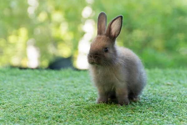 Adorable Fluffy Baby Bunny Rabbit Sitting Green Grass Natural Background —  Fotos de Stock