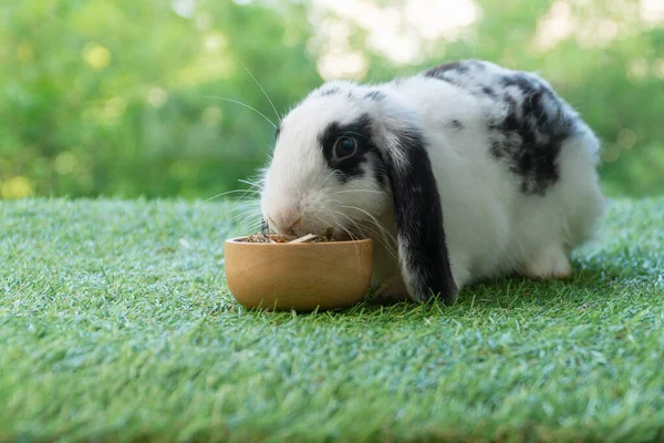 Adorable Holland Lop Rabbit Bunny Eating Dry Alfalfa Hay Field — Stock fotografie