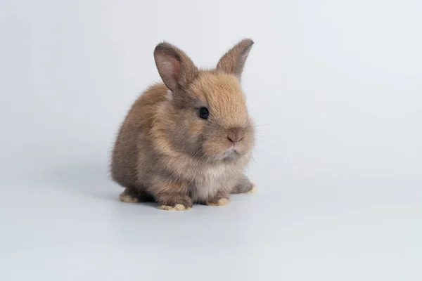 Adorable Newborn Baby Rabbit Bunnies Brown Looking Something Sitting Isolated — Zdjęcie stockowe