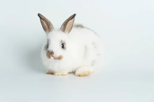 Adorable Baby Rabbit Bunnies Looking Camera Sitting Isolated White Background — 스톡 사진