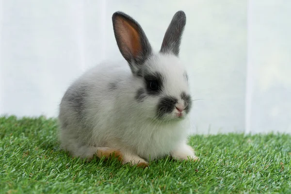 Fluffy Infant Rabbit Bunny Sitting Green Grass Spring Summer Background — Stock Photo, Image