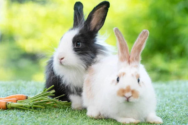 Adorable Rabbits Cuddly Bunny Fresh Carrots Sitting Green Grass Bokeh — Foto Stock