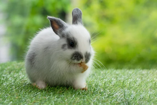Fluffy Rabbit Easter Bunny Sitting Green Grass Spring Summer Background — Zdjęcie stockowe
