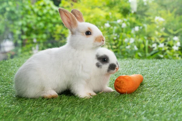 Two Adorable Baby Rabbit Bunny Eating Fresh Orange Carrot Sitting — Fotografia de Stock