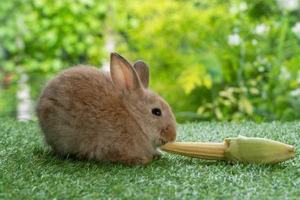 Adorable Rabbit Furry Bunny Hungry Eating Organic Fresh Baby Corn — Stok fotoğraf