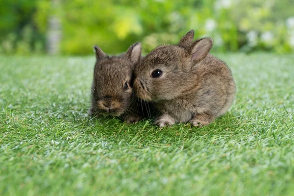 Two Cuddly Rabbit Furry Bunny Sitting Playful Together Green Grass - Stock-foto